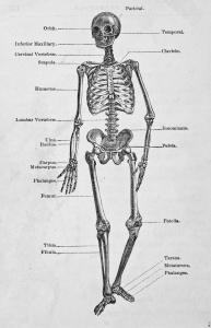 human-skelton-blog-nov-7-2014.jpg